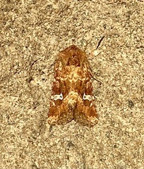Lacinipolia stricta