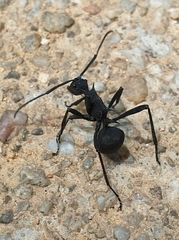 Polyrhachis armata