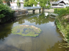 Potamogeton natans