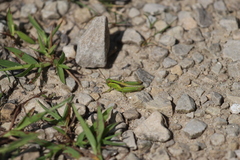 Melanoplus bivittatus
