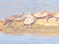 Graptemys geographica