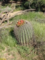 Ferocactus wislizeni