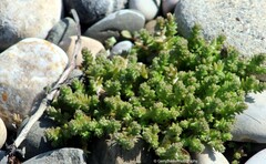 Sedum acre