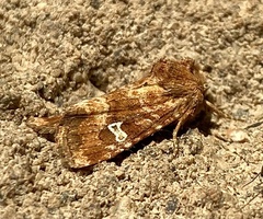 Lacinipolia stricta