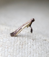 Caloptilia