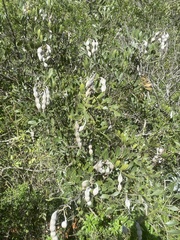 Dermatophyllum secundiflorum