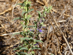 Trichostema lanceolatum
