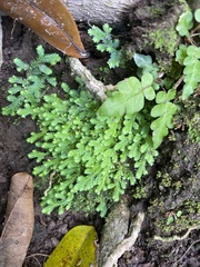 Selaginella