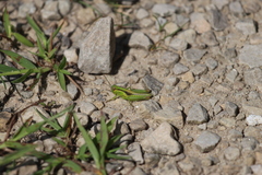 Melanoplus bivittatus