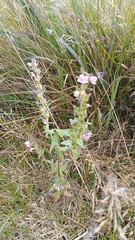 Odontites vernus