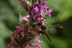 Eumenes