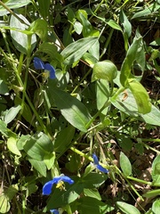 Commelina erecta