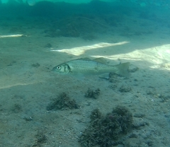 Dicentrarchus labrax