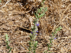 Trichostema lanceolatum