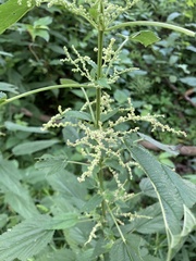 Urtica dioica dioica