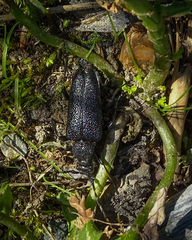 Stictoleptura canadensis