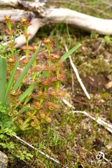 Drosera stolonifera