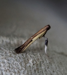 Caloptilia