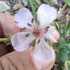 Geranium caespitosum