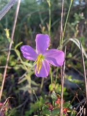 Rhexia mariana