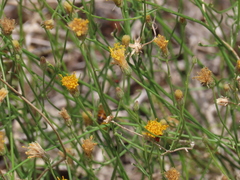 Bebbia juncea aspera