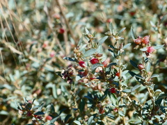 Atriplex semibaccata