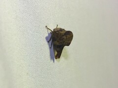 Telamona ampelopsidis
