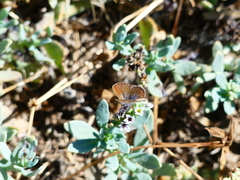 Brephidium exilis