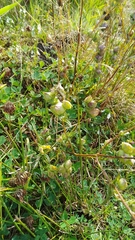 Rhinanthus minor