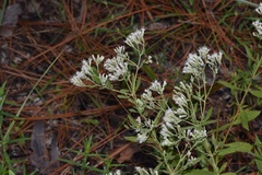Eupatorium semiserratum