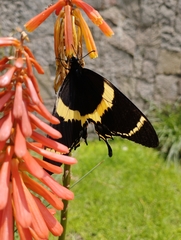 Papilio garamas garamas
