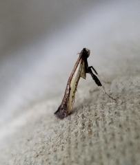 Caloptilia