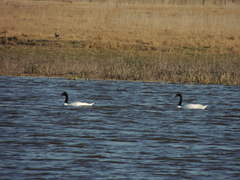 Cygnus melancoryphus