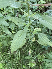 Urtica dioica dioica