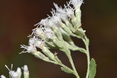 Eupatorium semiserratum
