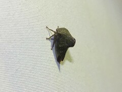 Telamona monticola