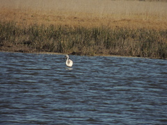Phoenicopterus chilensis