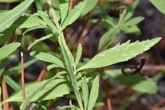 Eupatorium semiserratum