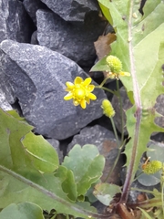 Halerpestes cymbalaria