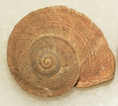 Iberus gualtieranus gualtieranus