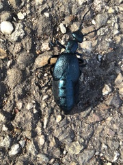 Meloe proscarabaeus