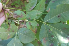 Carya ovata