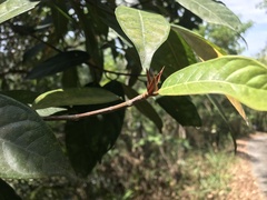 Ficus nervosa