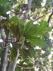 Ficus lyrata