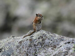 Callospermophilus lateralis