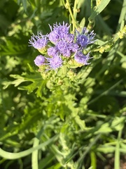 Conoclinium dissectum