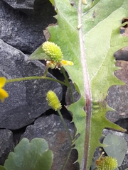 Halerpestes cymbalaria