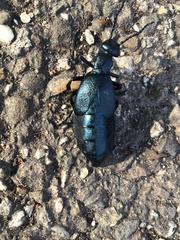 Meloe proscarabaeus