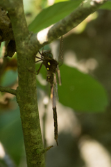 Boyeria vinosa