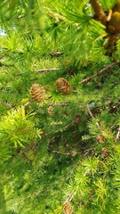 Larix decidua